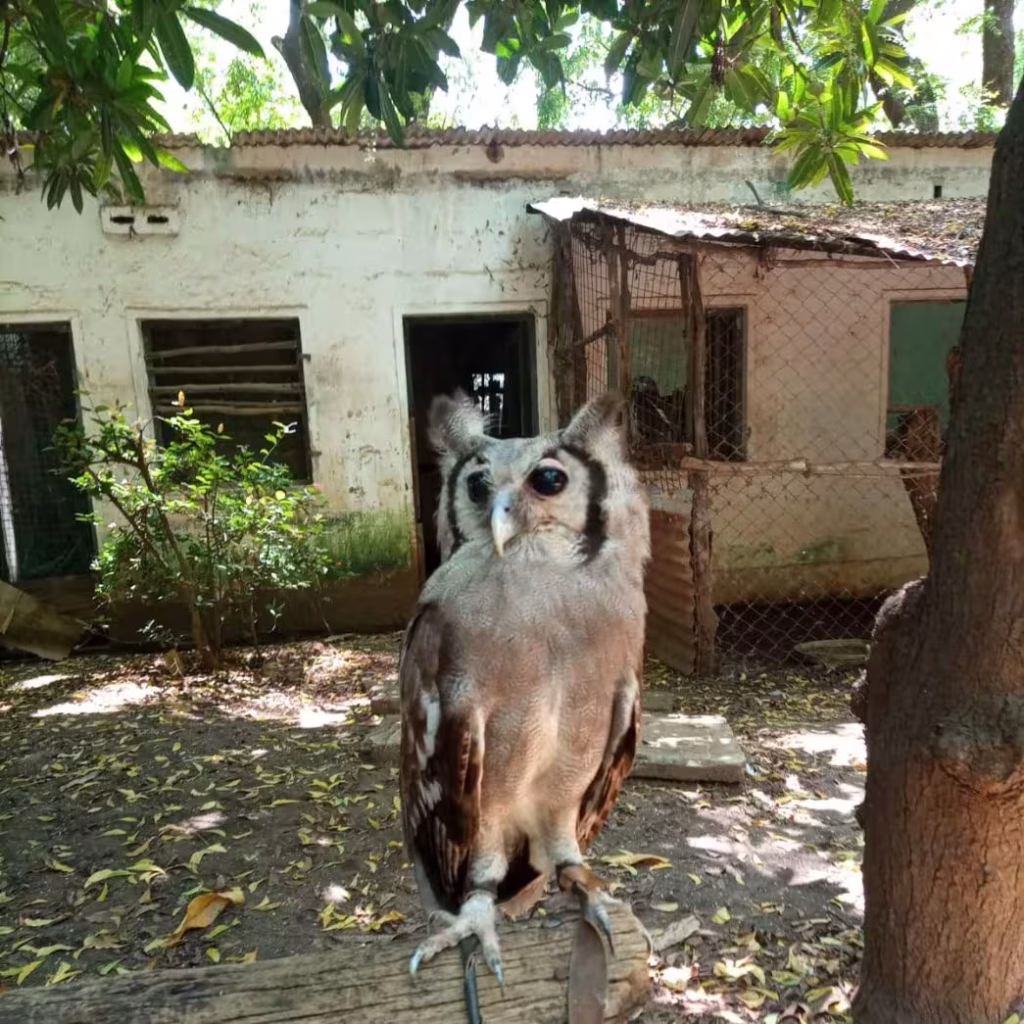 malindi Falconry owl