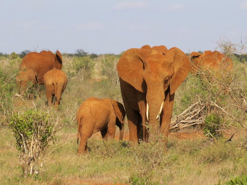 Herd of red-dusted elephants, including a large matriarch and two calves, walking through the green bushland of Tsavo East National Park on a 2-day road safari with Ahot Sun Safaris.