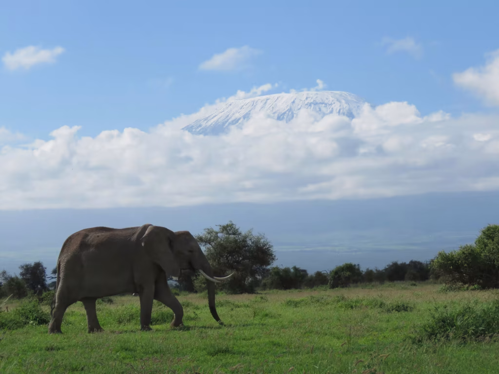 elephant with mount kilimanjaro on the background during a game drive safari with ahot sun safaris