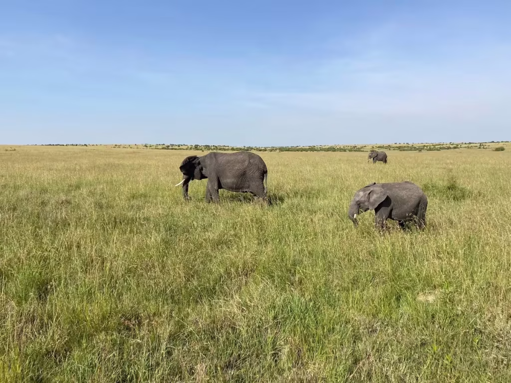 large elephant on the grassy plains of the Masai Mara, on a 4-day safari from Nairobi with Ahot Sun Safaris.
