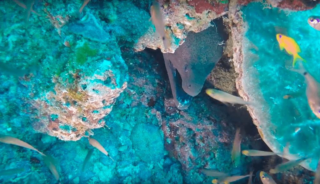 Malindi Marine Park Snorkeling Tour