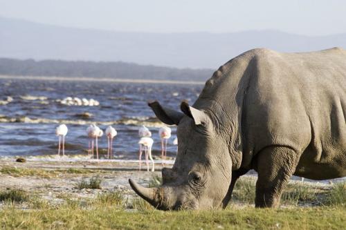 lake-nakuru
