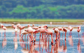 lakenakuru