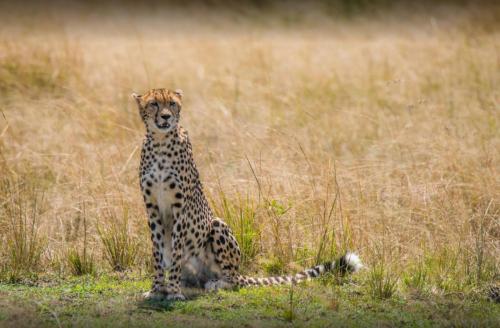 maasai-mara-national-reserve.jpg