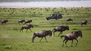 maasaimara