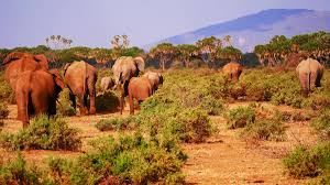 samburu