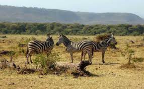 serengeti