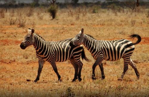 tsavo-east-park-zebras.jpg