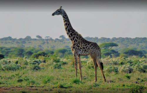 tsavo-west-national-park.jpg
